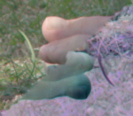 bp_diag_inv.pngjpg