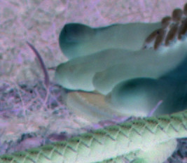 mspl1_mbc_msp_negq_6.pngjpg