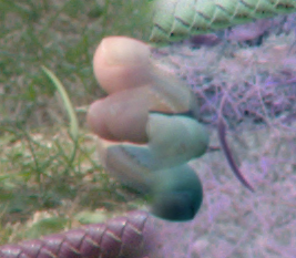 toes_inv.png